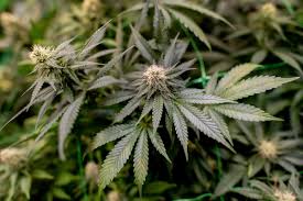 cannabisgesetz