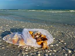 Image result for seashell bag