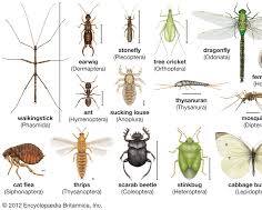 Image of Various insect species