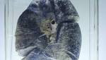Miners' silicosis appeal postponed‚ talks
