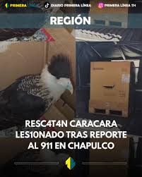 Resc@t@n ‘Caracara’ les10nado tras reporte al 911 en Chapulco