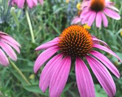 Echinacea