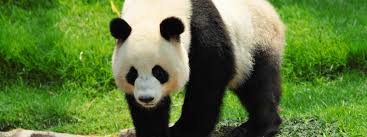 Image result for Giant panda