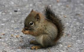 Image result for cute little animals