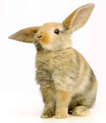 Image result for RABBIT
