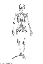 Resultado de imagen para cuerpo humano