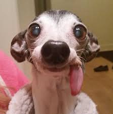 Résultat de recherche d'images pour "photo de d animaux super rigolaux animer"