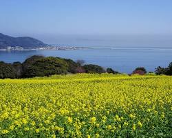 family riding bicycles along a path lined with flowers at Nokonoshima Island Park.の画像