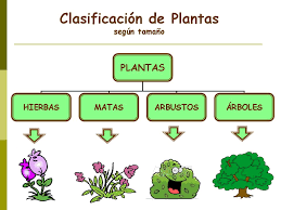 Resultado de imagen para clasificacion de las plantas