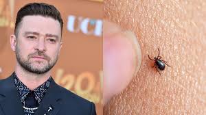 ¡Alerta Lyme! Justin Timberlake Revela su Diagnóstico: ¿Qué Debes Saber? - Imagen principal del artículo