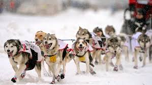 Image result for iditarod 2015
