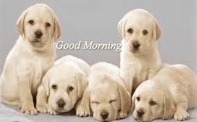 Image result for good morning images