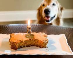 dog birthday cake and treatsの画像