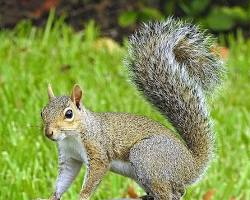 Image of Texas Gray Squirrel