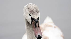 Un cygne provoque un grave accident entre trois poids lourds sur l’autoroute A1