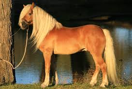 Image result for HORSE