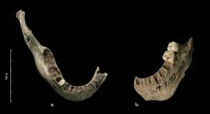 CLADDEDIGAETHAU MEWN OGOFÂU: MESOLITHIC TO ROMANO-BRITISH HUMAN REMAINS (MAINLY) FROM THE CAVES OF WALES by RICK J SCHULTING AB