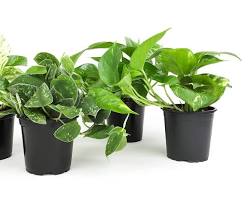 Pothos Plant on Amazon
