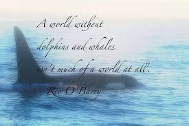 Killer Whale Quotes. QuotesGram via Relatably.com