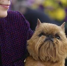 Westminster Dog Show 2026: Time, TV and how to watch breeds, group judging