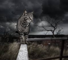 Résultat de recherche d'images pour 