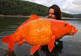 Image result for fisherman with golden fish