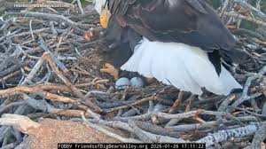 Beloved Big Bear bald eagles Jackie and Shadow lose both eggs after ravens invade nest