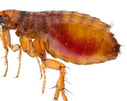 Fleas