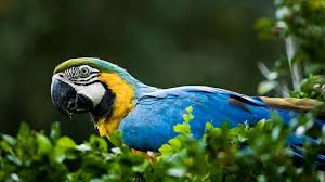 Image result for macaw parrot hd