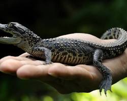 Image of Cambodian Crocodile Conservation Project