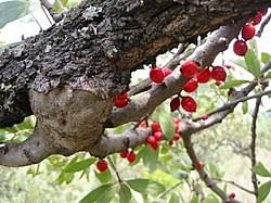 Image result for Tapinanthus forbesii
