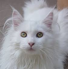 Schönheit in Weiß .... - Bild \u0026amp; Foto von Irina Trunk aus Katzen ...