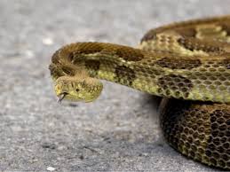 Another Rattlesnake Spotted Slithering To Shore At Crystal Cove Beach