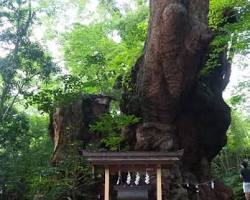 来宮神社の大楠の画像