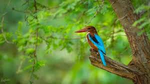 Image result for Ranganathittu Bird Sanctuary images