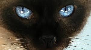 R&eacute;sultat de recherche d'images pour 