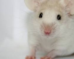 Image de Souris blanche