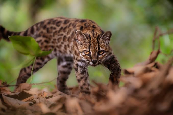 Researchers identify new wild cat species in Bolivia for first time in 100 years; Leopardus tilcayo is smaller than a house cat