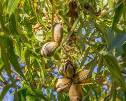 Image of Pecan Tree