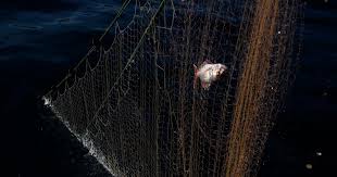 Photo  Marseille un pcheur multircidiviste jug pour chalutage dans ...