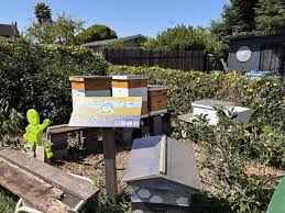 Around Berkeley: Earth Day celebrations, beehive tour, robot building for kids