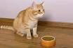 Mon chat ne mange plus - Refus de manger du chat - Doctissimo