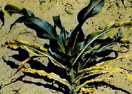 Image result for zinc burn in plants