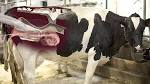 Breeding Your Cow with Artificial Insemination The Prairie