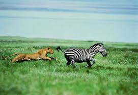 Resultado de imagen para lion stalking prey