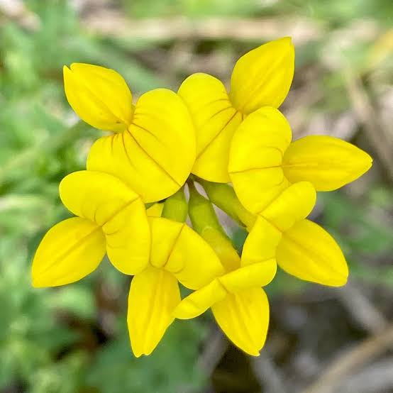 鸟足三叶草 | Lotus corniculatus