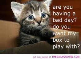 cute-kitten-cat-pics-animal-lover-bad-day-quotes-pictures - The ... via Relatably.com