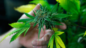 Resultado de imagen de Legalization