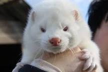 Image result for Mink