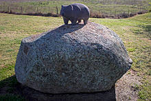 Image result for wombat
